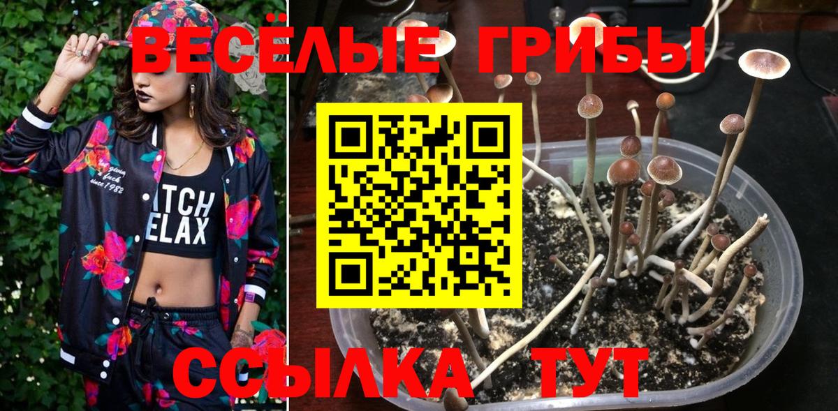 Галлюциногенные грибы Psilocybe Алексеевка